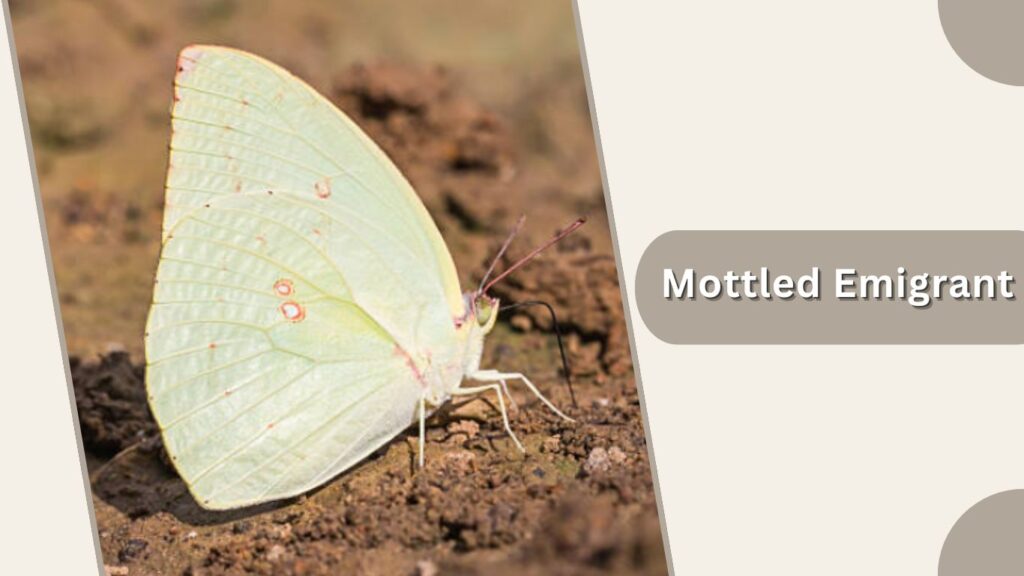 Mottled Emigrant