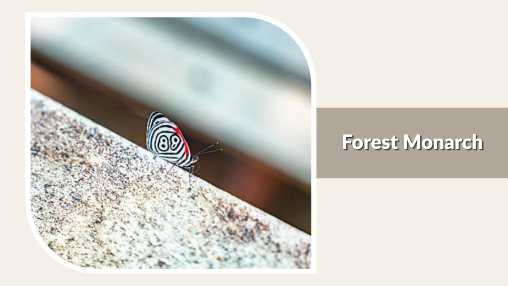 Forest Monarch