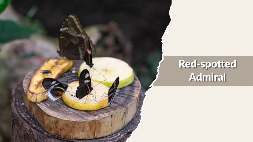 Red-spotted Admiral