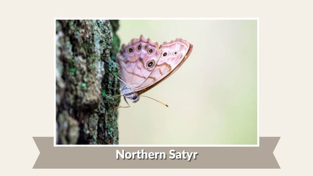  Northern Satyr