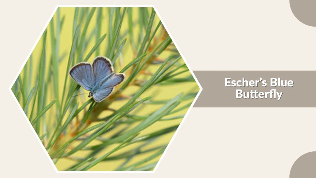 Escher’s Blue Butterfly