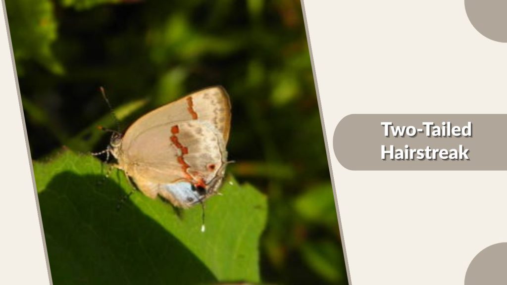 Two-Tailed Hairstreak
