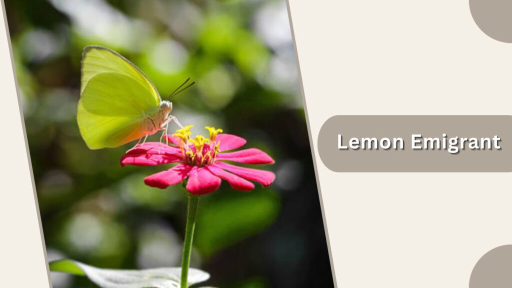  Lemon Emigrant