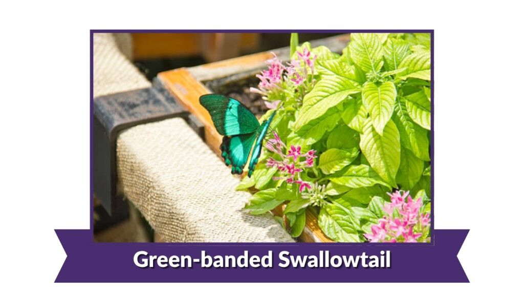 Green-banded Swallowtail