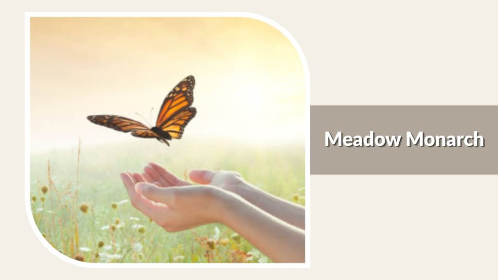 Meadow Monarch
