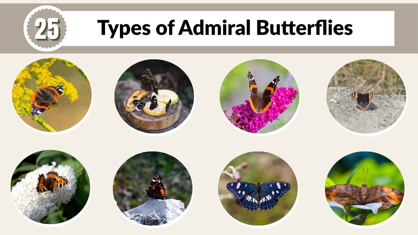 25 Types of Admiral Butterflies: Species Identification & Pictures