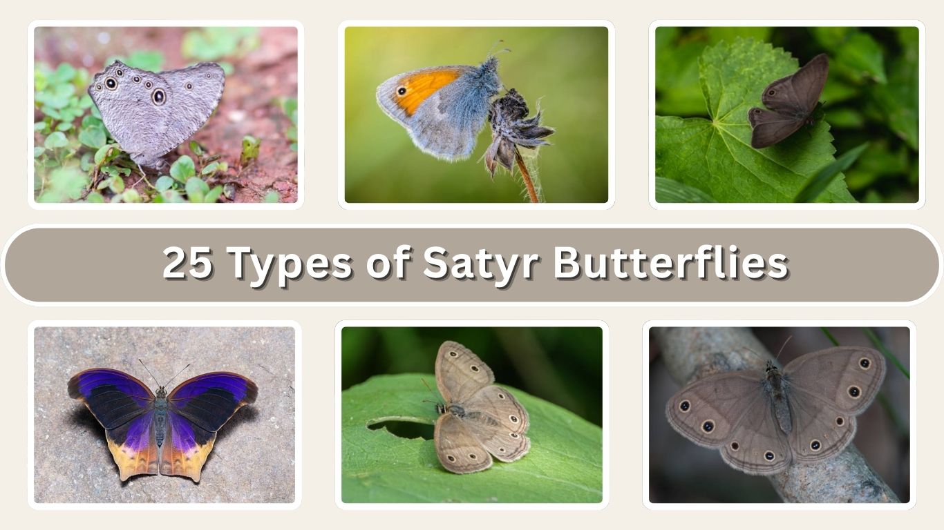 25 Types of Satyr Butterflies: Identification with Pictures