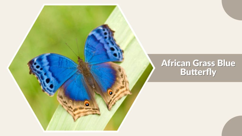 African Grass Blue Butterfly