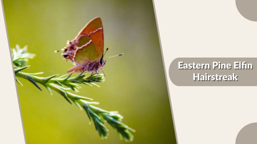 Eastern Pine Elfin Hairstreak