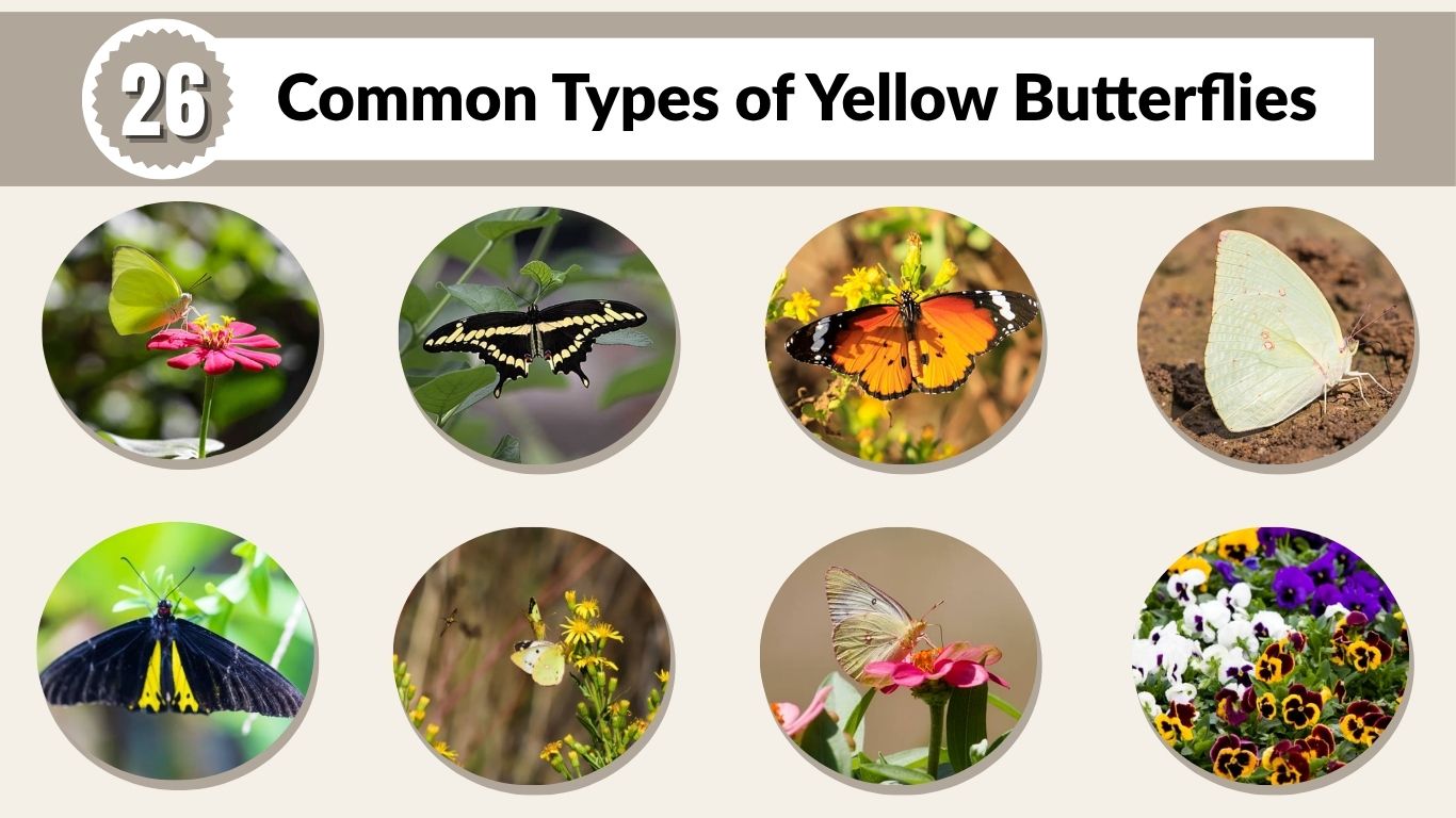 26 Common Types of Yellow Butterflies: Identification with Pictures