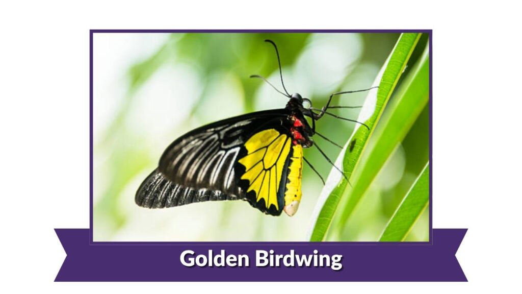 Golden Birdwing