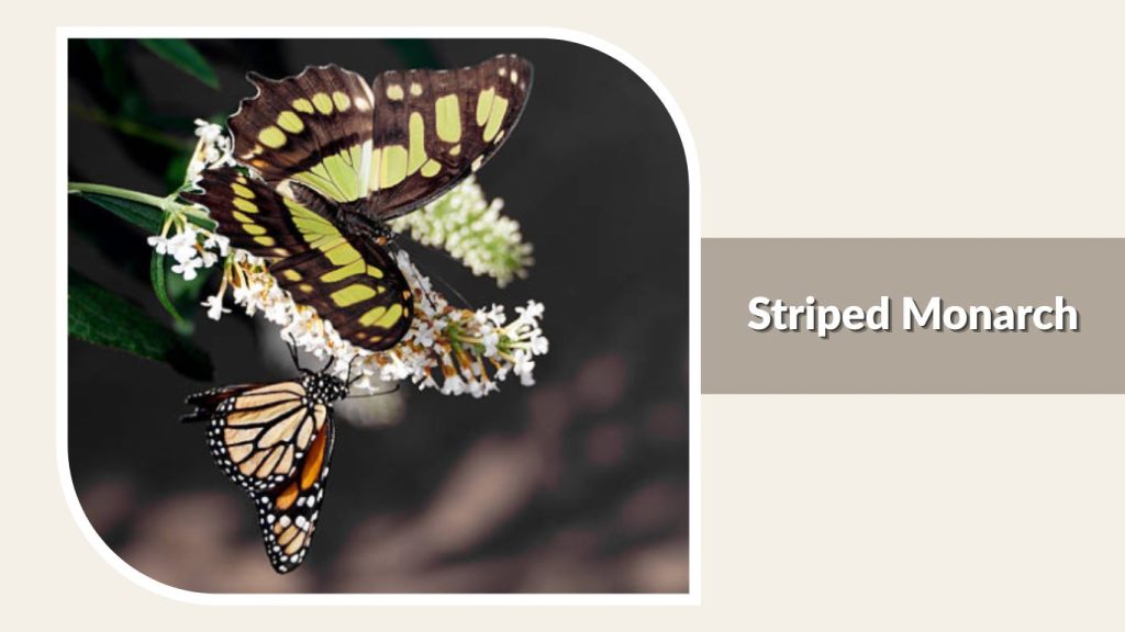 Striped Monarch