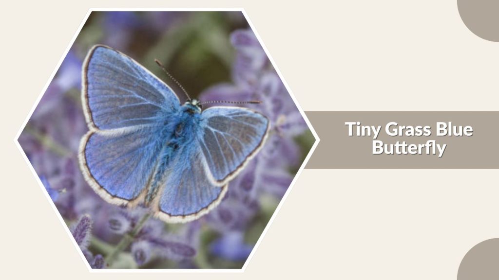 Tiny Grass Blue Butterfly