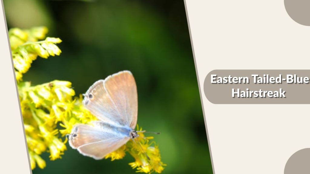 Eastern Tailed-Blue Hairstreak