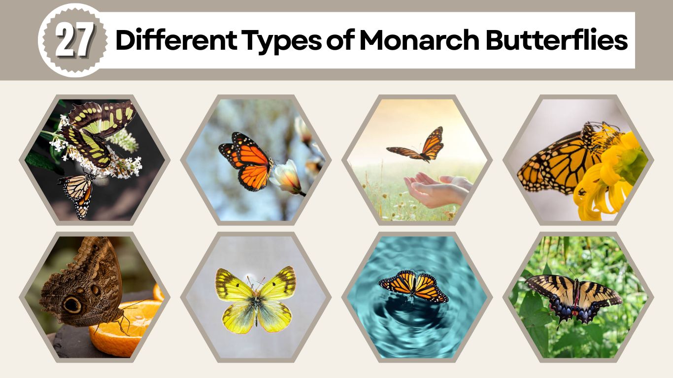 27 Different Types of Monarch Butterflies: Species Id & Pictures