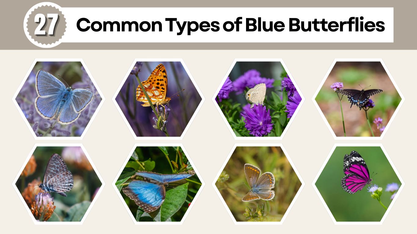 27 Common Types of Blue Butterflies: Identification with Pictures