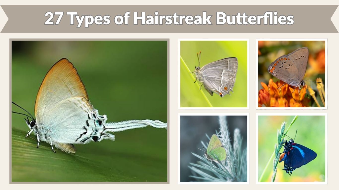 27 Types of Hairstreak Butterflies: Identification With Pictures