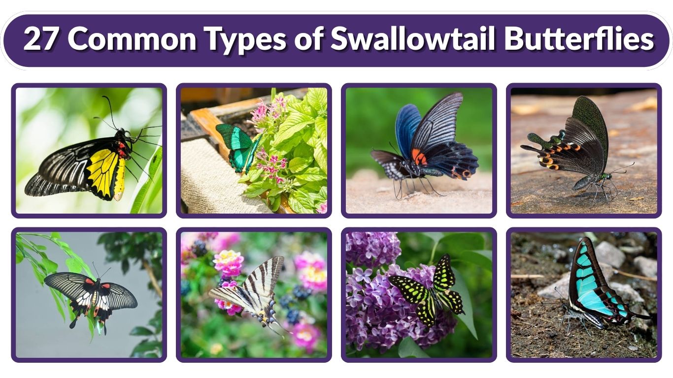27 Common Types of Swallowtail Butterflies: Id with Pictures