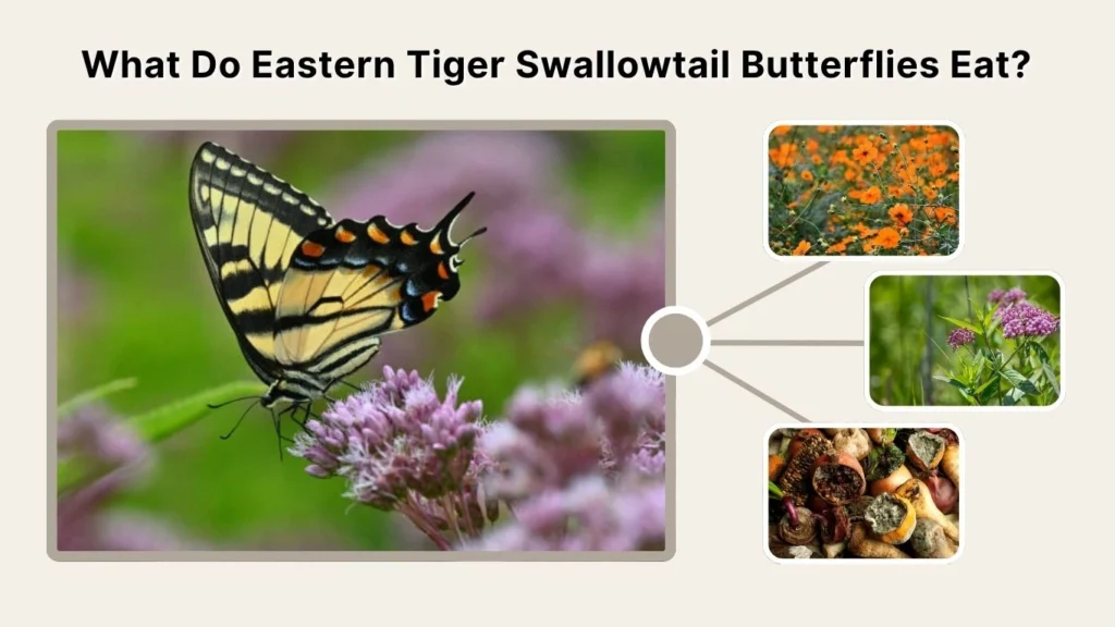 What Do Eastern Tiger Swallowtail Butterflies Eat?