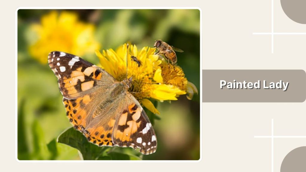 Painted Lady