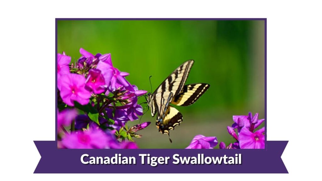 Canadian Tiger Swallowtail