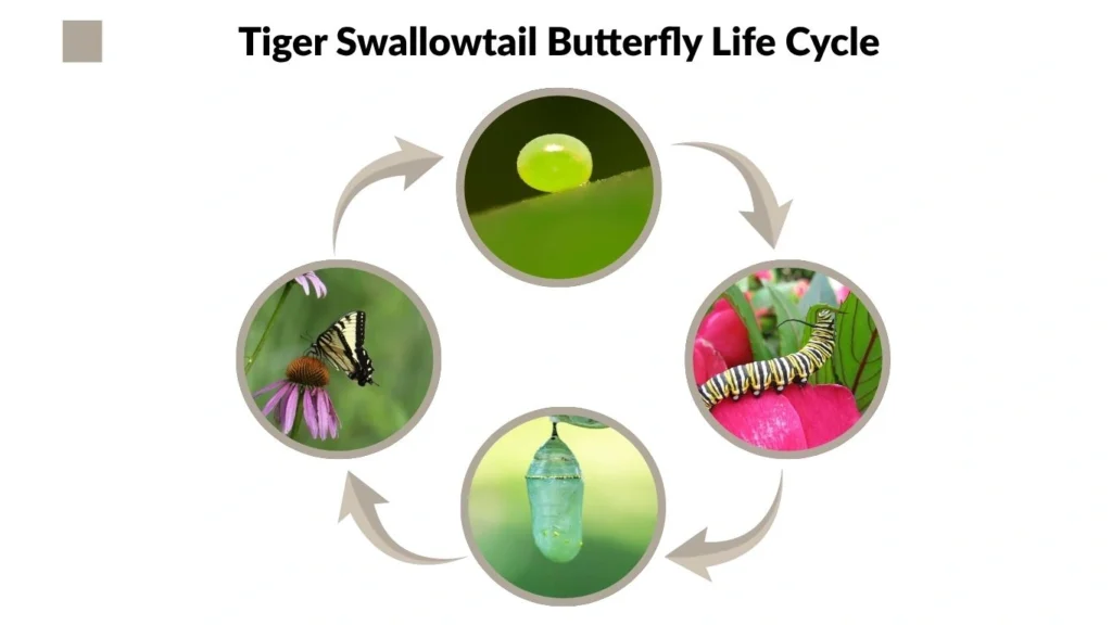 Tiger Swallowtail Butterfly Life Cycle
