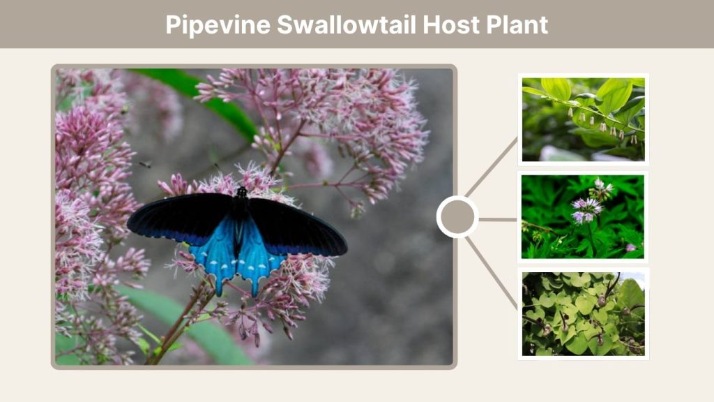 Pipevine Swallowtail Host Plant
