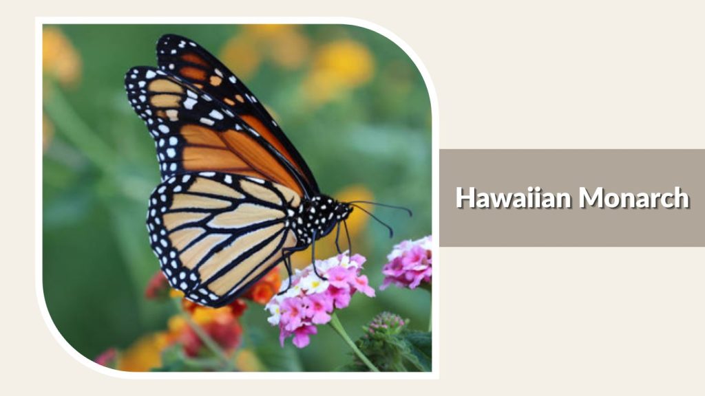 Hawaiian Monarch