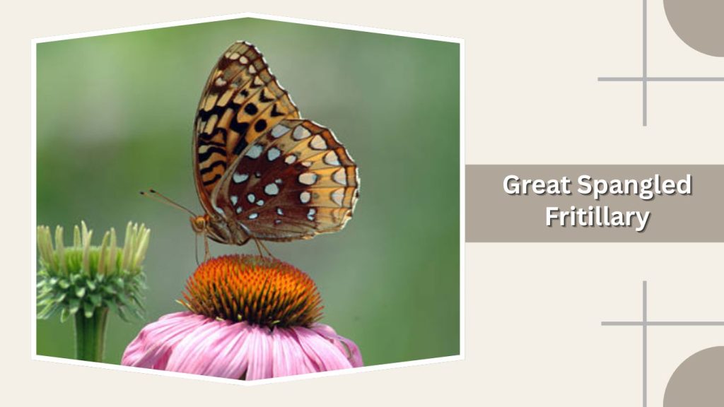 Great Spangled Fritillary