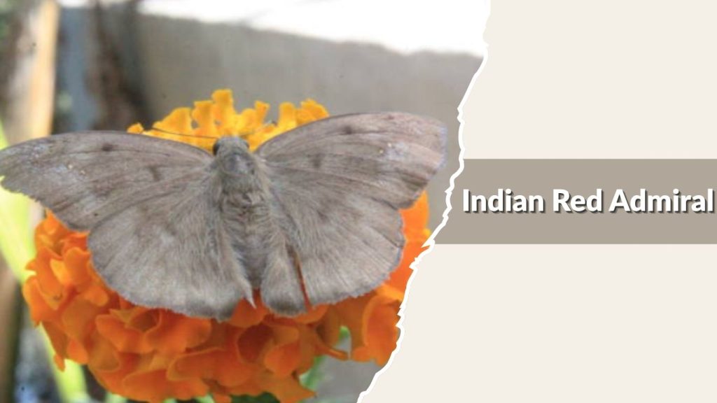 Indian Red Admiral