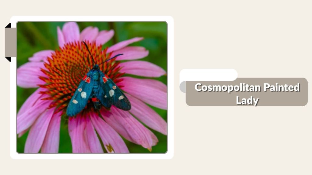 Cosmopolitan Painted Lady