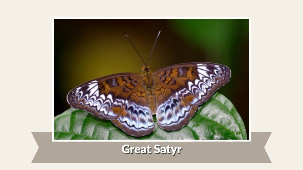 Great Satyr