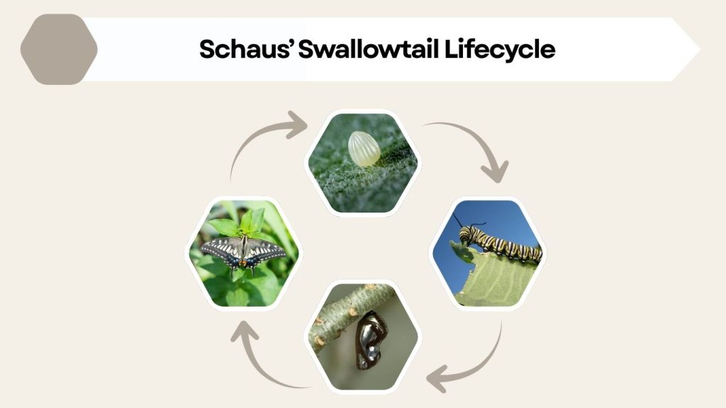 Schaus’ Swallowtail Lifecycle and Feeding Behavior
