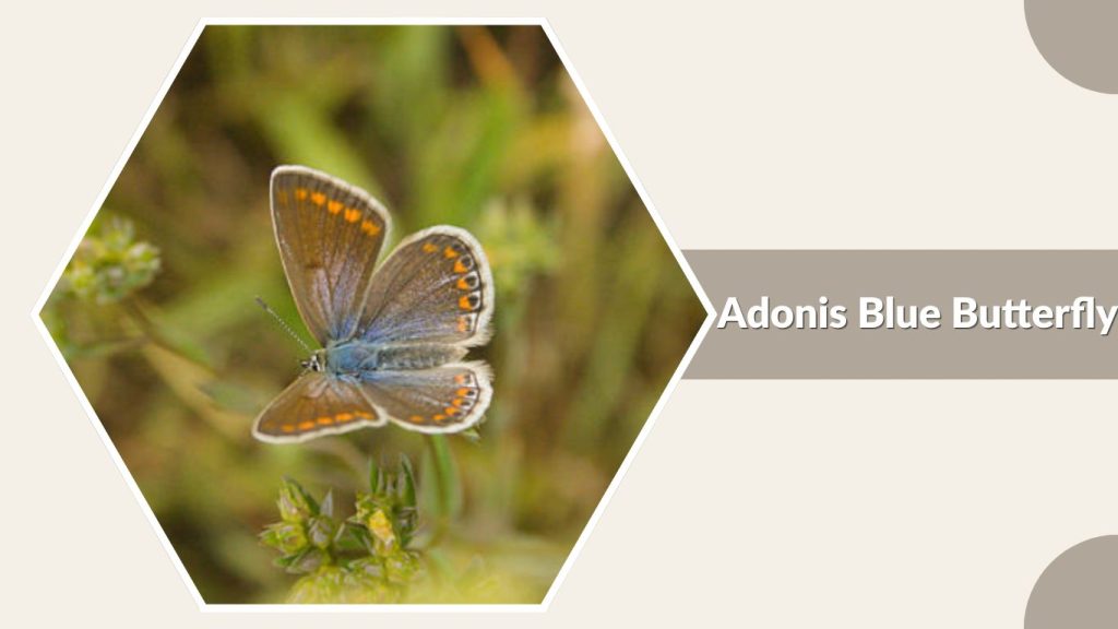 Adonis Blue Butterfly