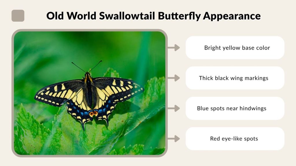 Old World Swallowtail Butterfly Appearance