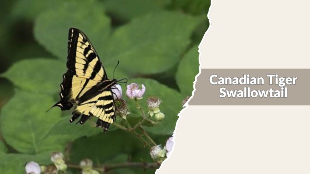 Canadian Tiger Swallowtail