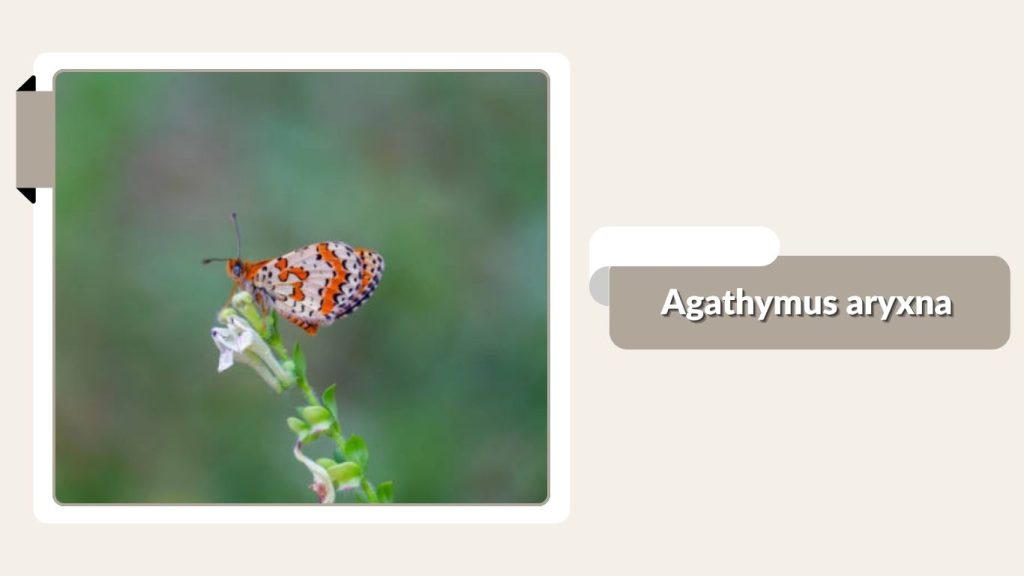 Agathymus aryxna