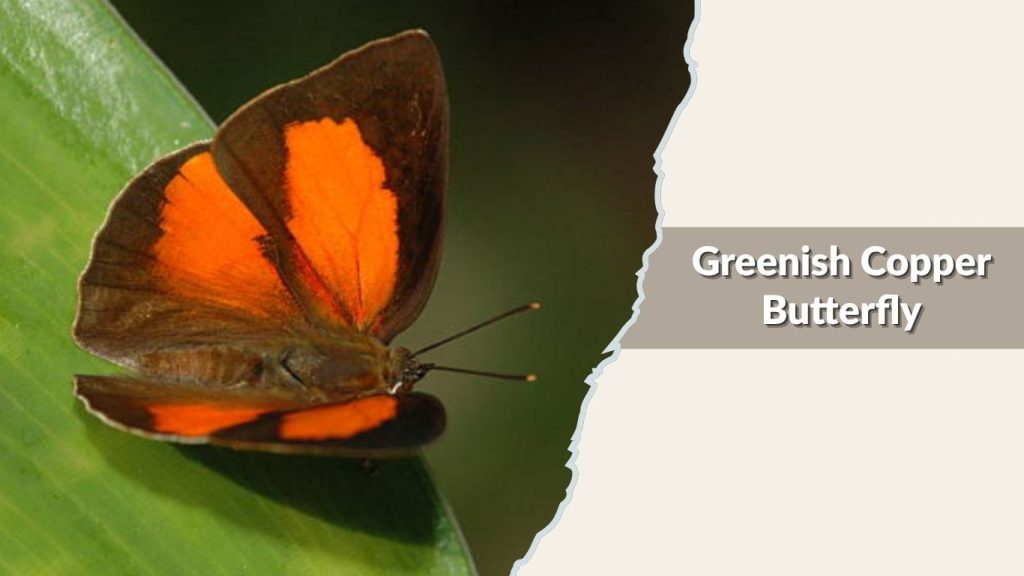 Greenish Copper Butterfly