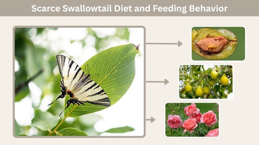 Scarce Swallowtail Diet and Feeding Behavior