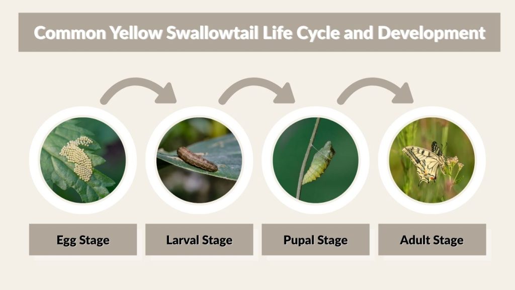 Common Yellow Swallowtail Life Cycle and Development