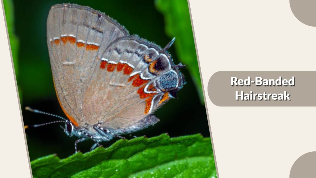 Red-Banded Hairstreak