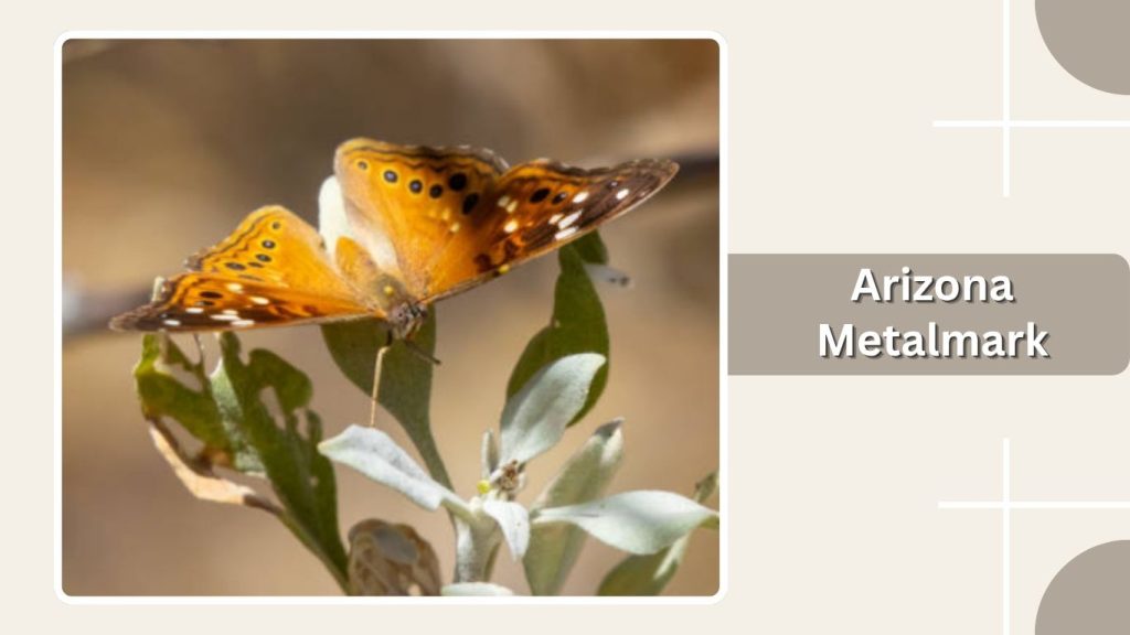Arizona Metalmark