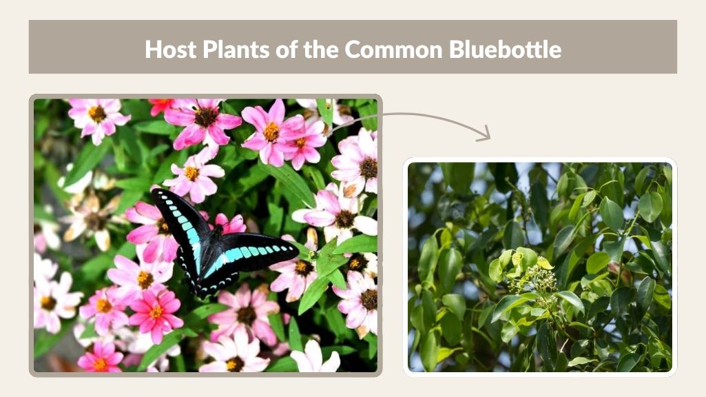 Host Plants of the Common Bluebottle
