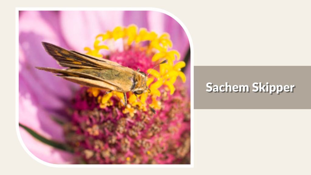 Sachem Skipper