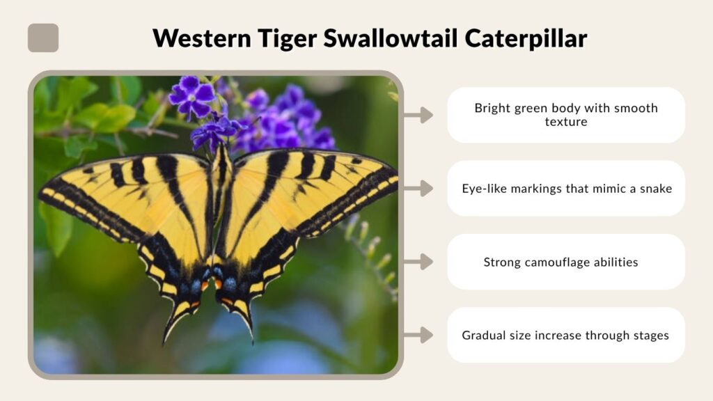 Western Tiger Swallowtail Caterpillar