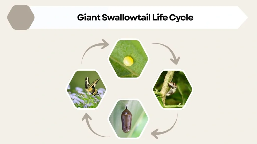 Giant Swallowtail Life Cycle