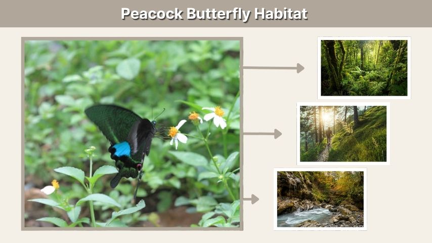 Peacock Butterfly Habitat and Geographic Distribution