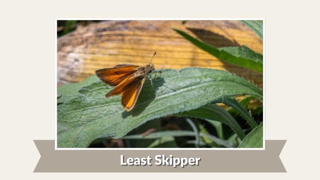 Least Skipper