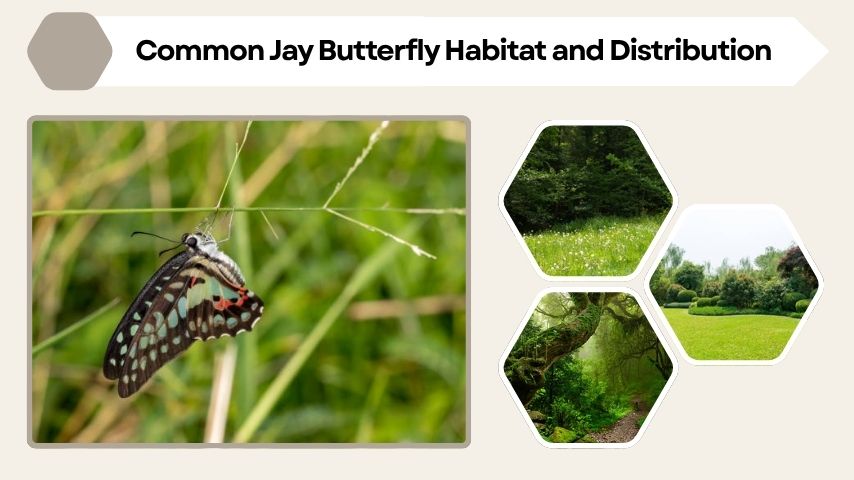 Common Jay Butterfly Habitat and Distribution