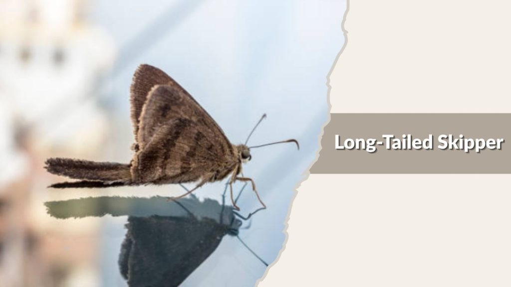 Long-Tailed Skipper
